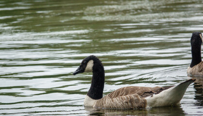 Obraz premium canada geese on a Wiltshire nature reserve