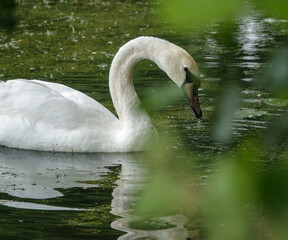 Beautiful white swan on a nature reserve lake in Wiltshire