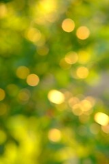 Obraz premium Nature abstract green and yellow gold bokeh blurred background,Sunlight shining to the leaves under the tree.Beautiful nature bokeh background of blurry sunset landscape and defocused round particles