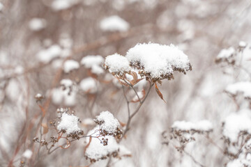 frozen plants in early morning close up in winter
