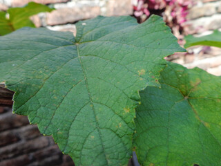 Leaves of purple-colored grape plant