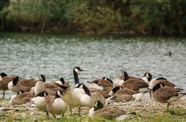 canada geese on a Wiltshire nature reserve