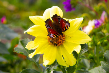 Beautiful butterflie Peacock's Eye (Aglais io) collect nectar on a yellow daisy. Summer in the garden. Close-up. Place for your text.