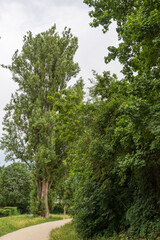 footpath in the park