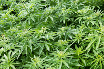 Cannabis. Growing a plant. Hemp green leaves close up.