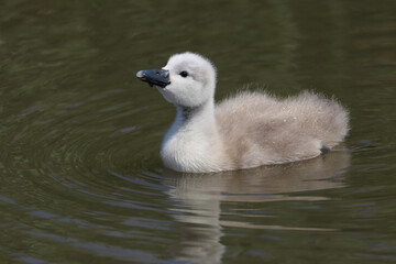 A beautiful baby mute swan cygnet (Cygnus olor) swimming on the water.