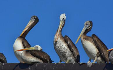 sea birds , pelicans , Talcahuano Chile
