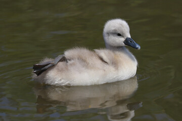 A beautiful baby mute swan cygnet (Cygnus olor) swimming on the water.