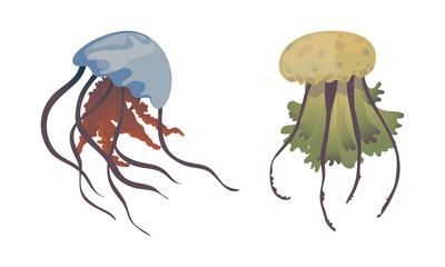 Jellyfish and Sea Jelly as Free-swimming Marine Animal with Umbrella-shaped Bells and Trailing Tentacles Vector Set