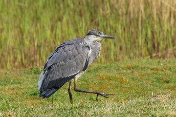 A juvenile Grey Heron, Ardea cinerea, walking across a field, UK