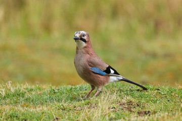 Close up of a Jay (Garrulus glandarius) bird perched in a field.