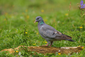 ck Dove (Columba oenas) in a field UK