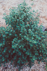 native Australian Prostanthera Rotundifolia plant outdoor in sunny backyard