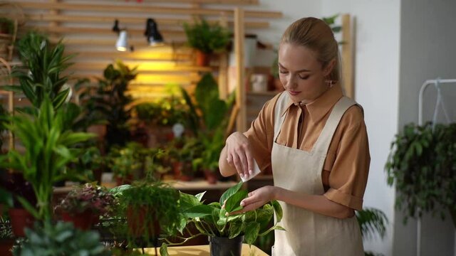 Smiling beautiful young woman florist wearing apron wiping dust from leaves of green plants in floral shop. Side view of happy gardener female removes dust from green foliage of plants at home.
