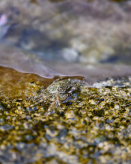 Small crab on rocks half underwater