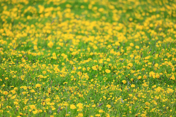 Obraz premium yellow dandelion field background, abstract panorama yellow flower blooming dandelions