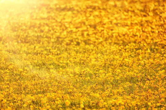 yellow dandelion field background, abstract panorama yellow flower blooming dandelions