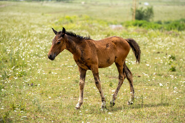 Fototapeta premium foal in the field