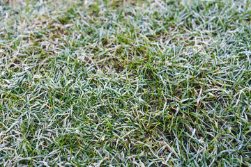 frosted lawn, close-up of winter morning frost on green grass shallow depth of field