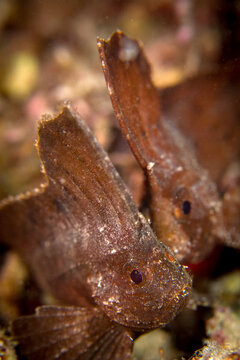 Cockatoo Close up shot of Leaf-Fish, Cockatoo Waspfish, Cuckatoo Waspfish, Roque Fish or Rouge Fish (Ablabys taenianotus),