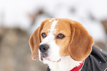 Young tricolour Beagle dog enjoying a walk in the snow, wearing a black coat for the cold, closeup.