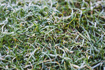 frosted lawn, close-up of winter morning frost on green grass shallow depth of field