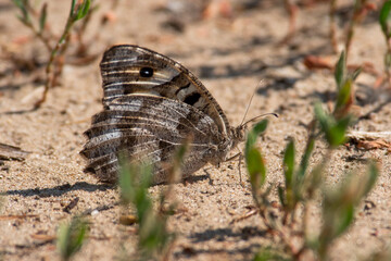 Brintesia circe sit on the ground, summer and spring scene. 
The great banded grayling butterfly