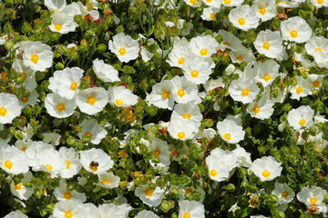 A mass of white rock rose, cistus salviifolius, flowers in the summer sunshine - obrazy, fototapety, plakaty