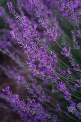 bunch of lavender