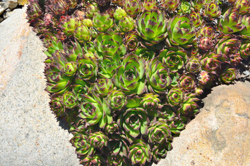 Houseleek (Sempervivum tectorum) - beautiful decorative succulent plant for garden or park...