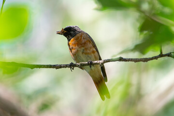 Phoenicurus phoenicurus sit on branch.
Common redstart in summer, natural green scene