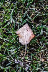 frosted leaf and close-up of winter morning frost on green grass shallow depth of field