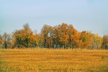 Beautiful autumn orange-yellow forest. Autumn landscape