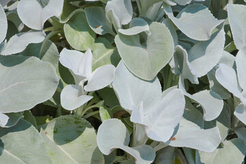 Close up of Senecio Angel Wings plant in the summer sunshine