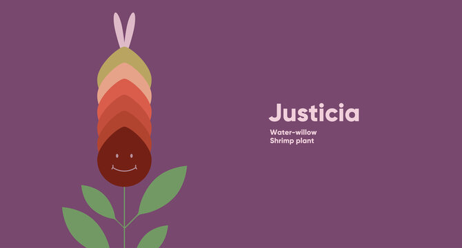 Justicia. Flower. Simple vector illustration. Funny plant. Background image for banner, greeting card, invitation, decoration.