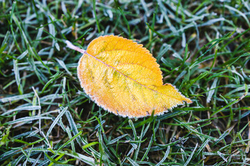 frosted leaf and close-up of winter morning frost on green grass shallow depth of field
