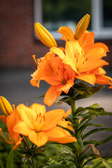 orange lily flower