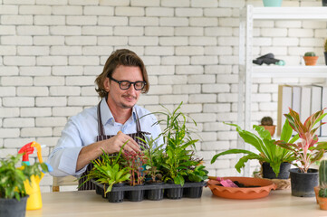 Portrait of happy gardener senior man wearing glasses taking care of small tree in plant pot as a hobby of home gardening at home