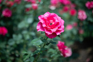 pink rose bush