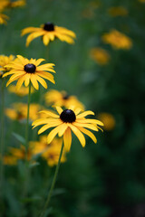 yellow flowers in the garden