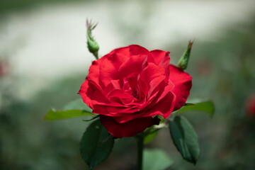 single red rose