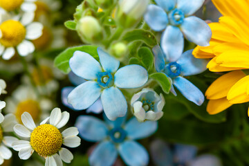 Naklejka na ściany i meble Beautiful wild flowers close-up. Summer background.