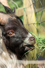 Small Goat eating grass from hand