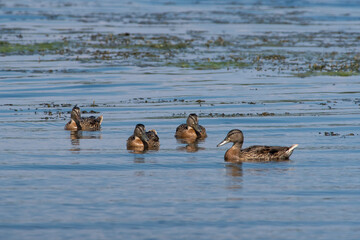 Anas platyrhynchos swim on Volga river.
Mallard duck in summer scene, Russia, Volgograd.