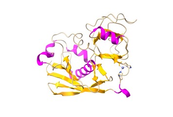 Structure of enterotoxin C2 from Staphylococcus aureus, 3D cartoon model, secondary structure color scheme, white background
