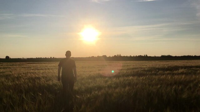 A man walks towards the setting sun through a golden wheat field. Man enjoys summer nature at sunset. Countryside background