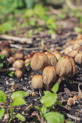 
griby lozhnyye opyata
false mushrooms