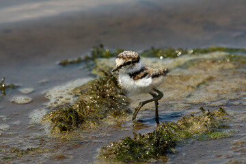 Young Charadrius dubius walk on Volga river ground
Young little ringed plover in summer scene, Russia, Volgograd.