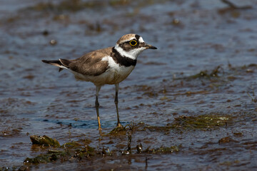 Charadrius dubius walk on Volga river ground
little ringed plover in summer scene, Russia, Volgograd.