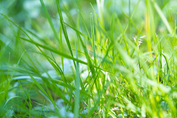 Grass, sedge. Bottom view. Green natural background, wallpaper. green and yellow striped leaves